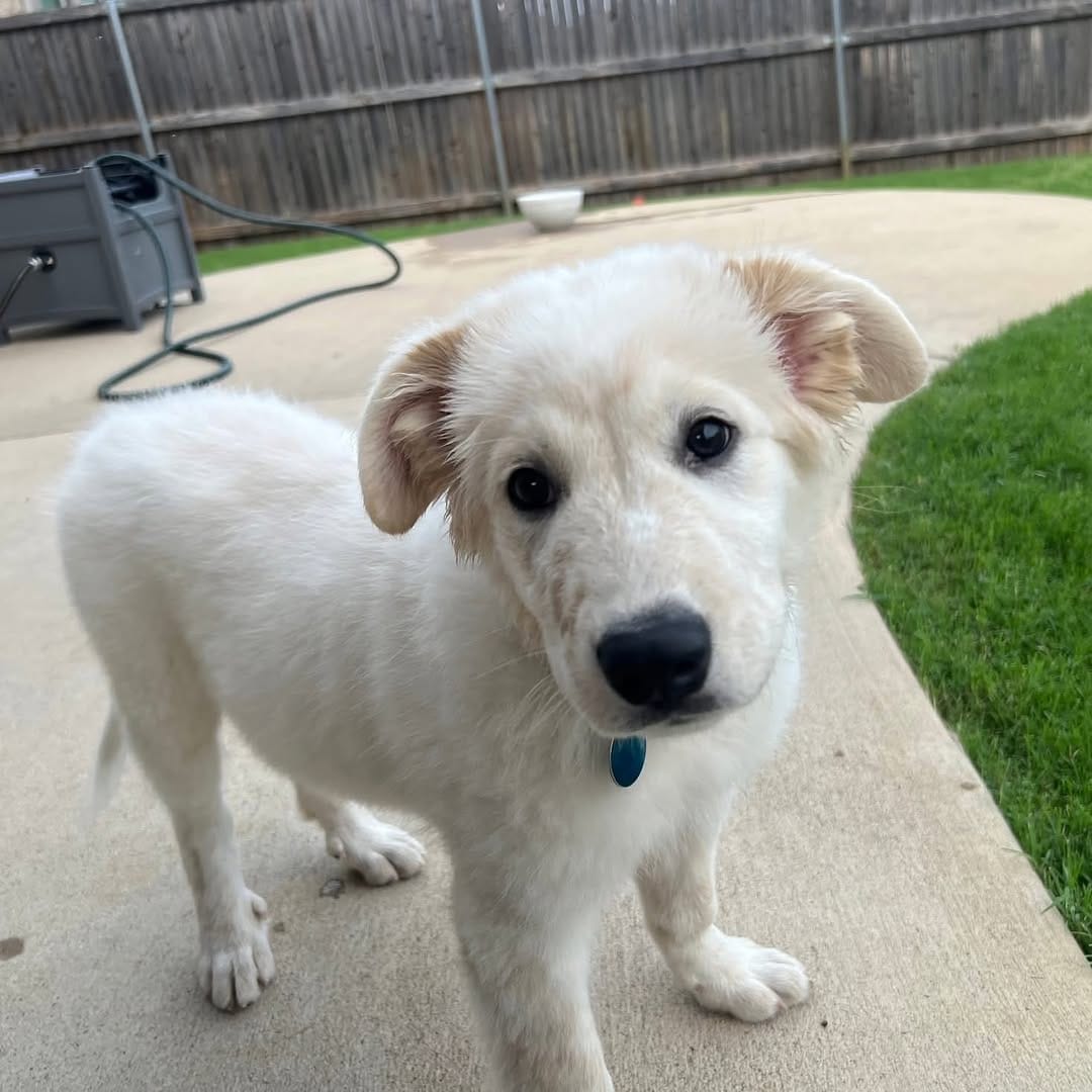 Post 2 by Saving Pyrenees In Need Rescue on Instagram (carousel)