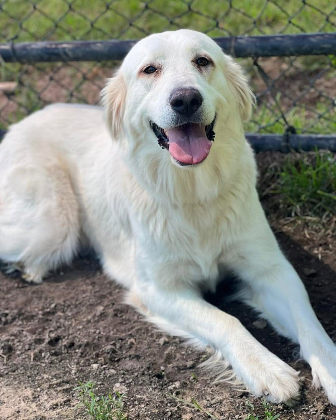 Post 6 by Saving Pyrenees In Need Rescue on Instagram (image)