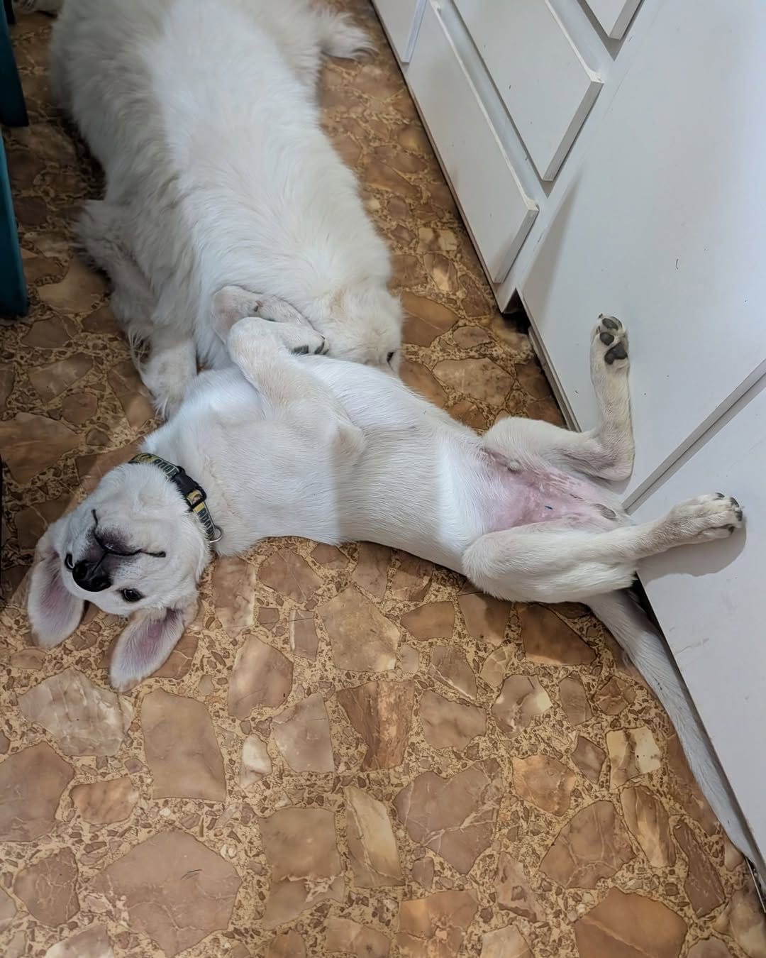 Post 8 by Saving Pyrenees In Need Rescue on Instagram (image)
