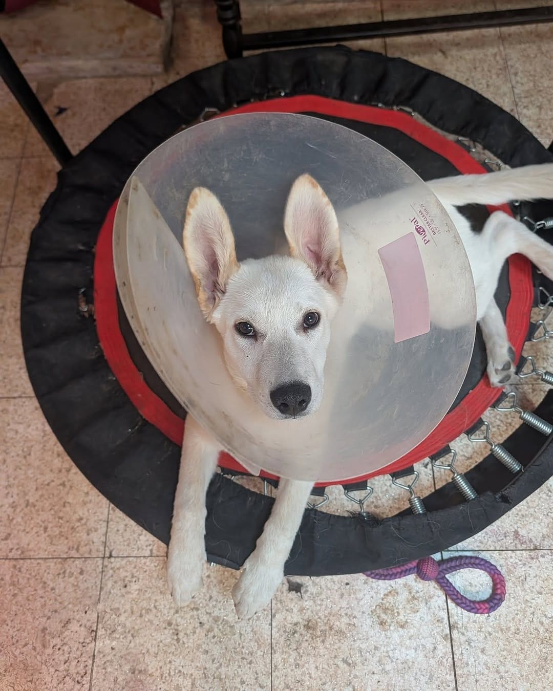 Post 3 by Saving Pyrenees In Need Rescue on Instagram (image)