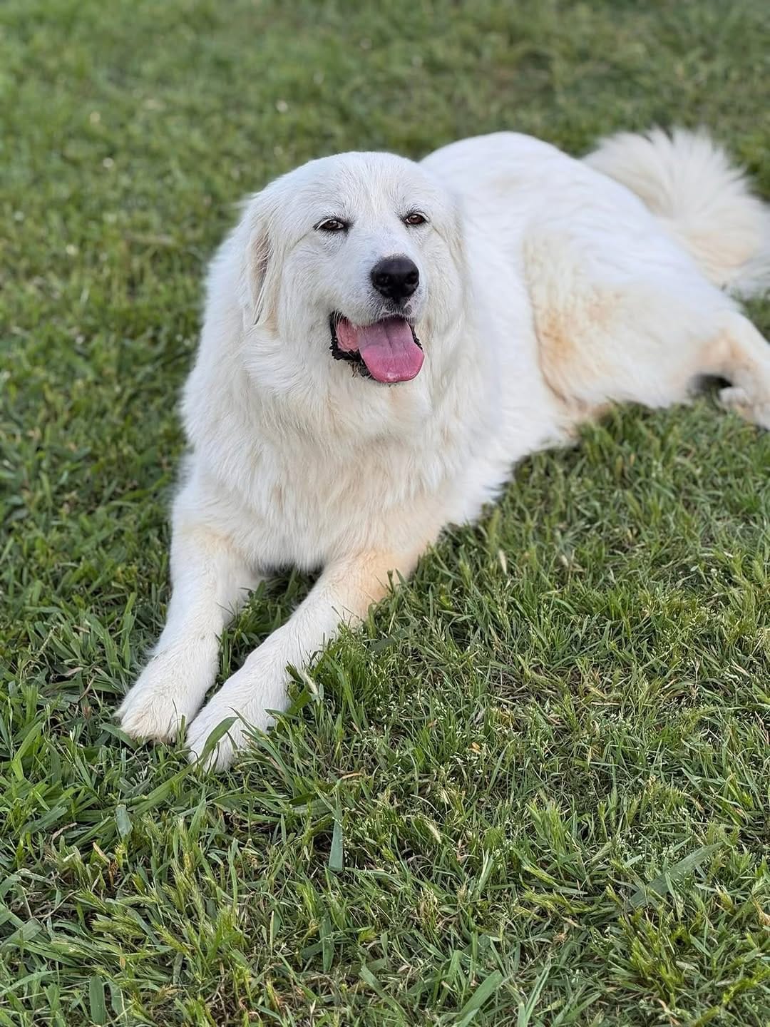 Post 4 by Saving Pyrenees In Need Rescue on Instagram (image)