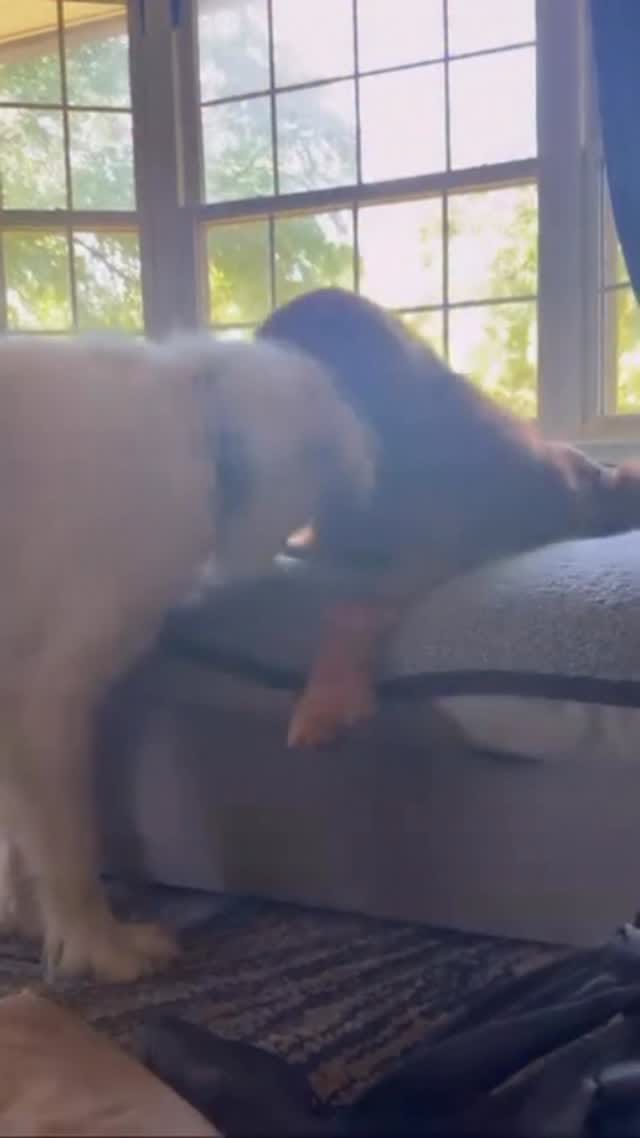 Post 9 by Saving Pyrenees In Need Rescue on Instagram (video)