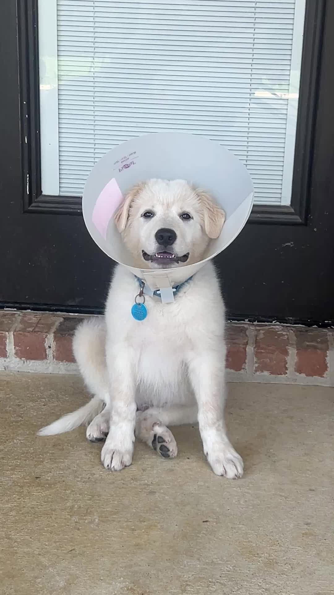 Post 10 by Saving Pyrenees In Need Rescue on Instagram (carousel)