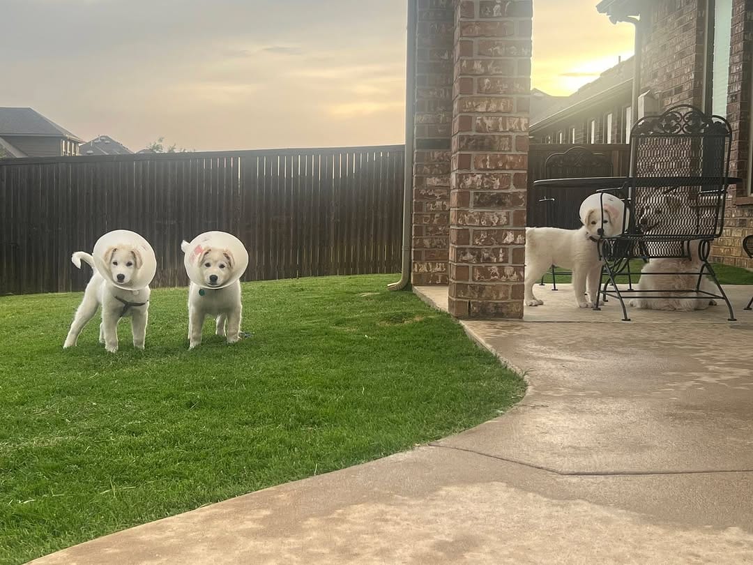 Post 5 by Saving Pyrenees In Need Rescue on Instagram (carousel)