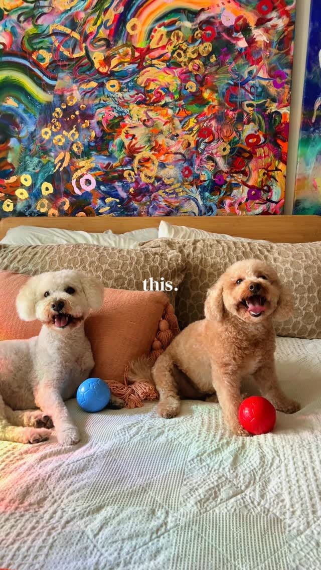 Post 3 by Amadeus on Instagram (video)