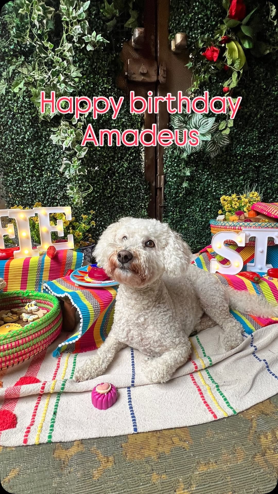 Post 7 by Amadeus on Instagram (video)