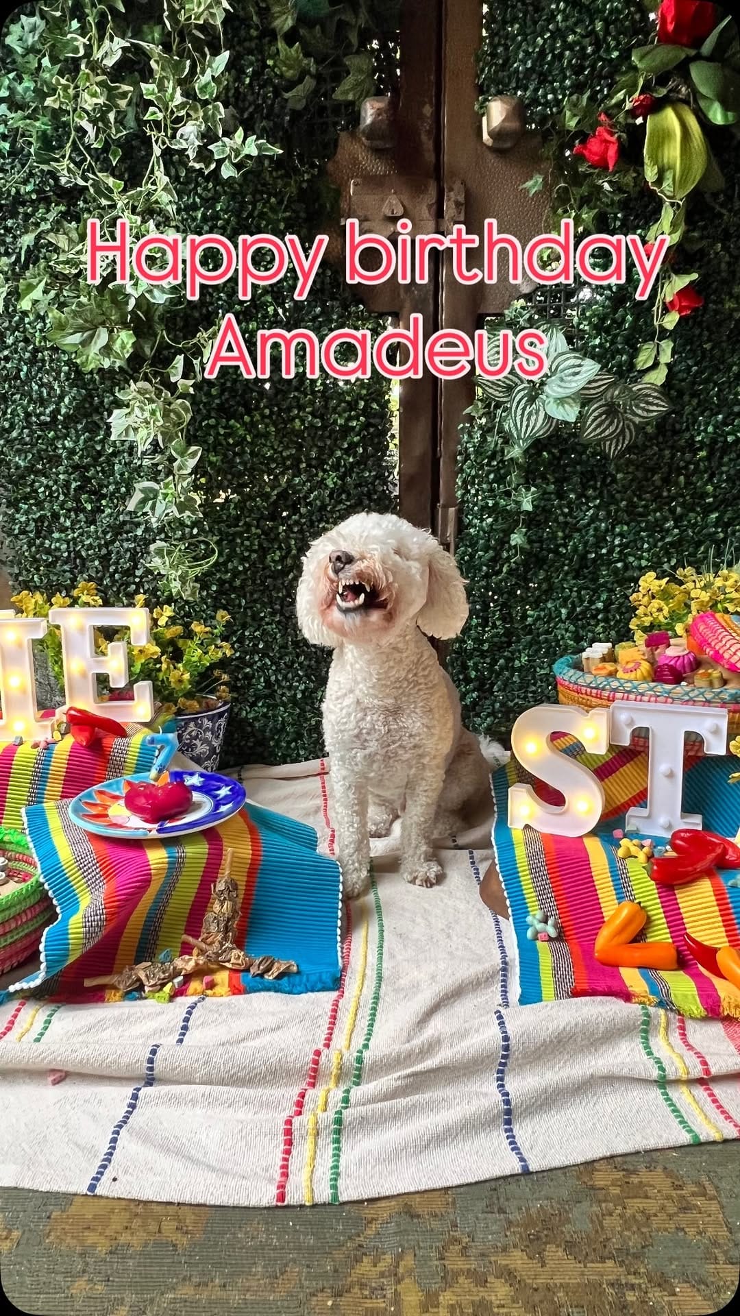 Post 6 by Amadeus on Instagram (video)