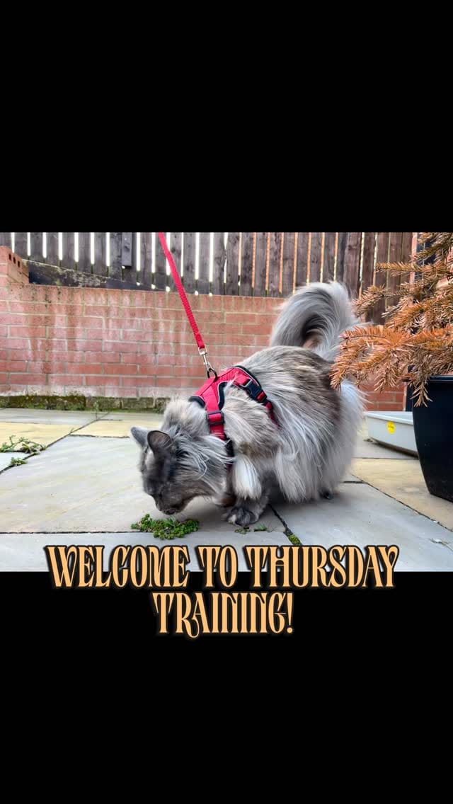 Post 8 by Ministry of Fluff on Instagram (video)