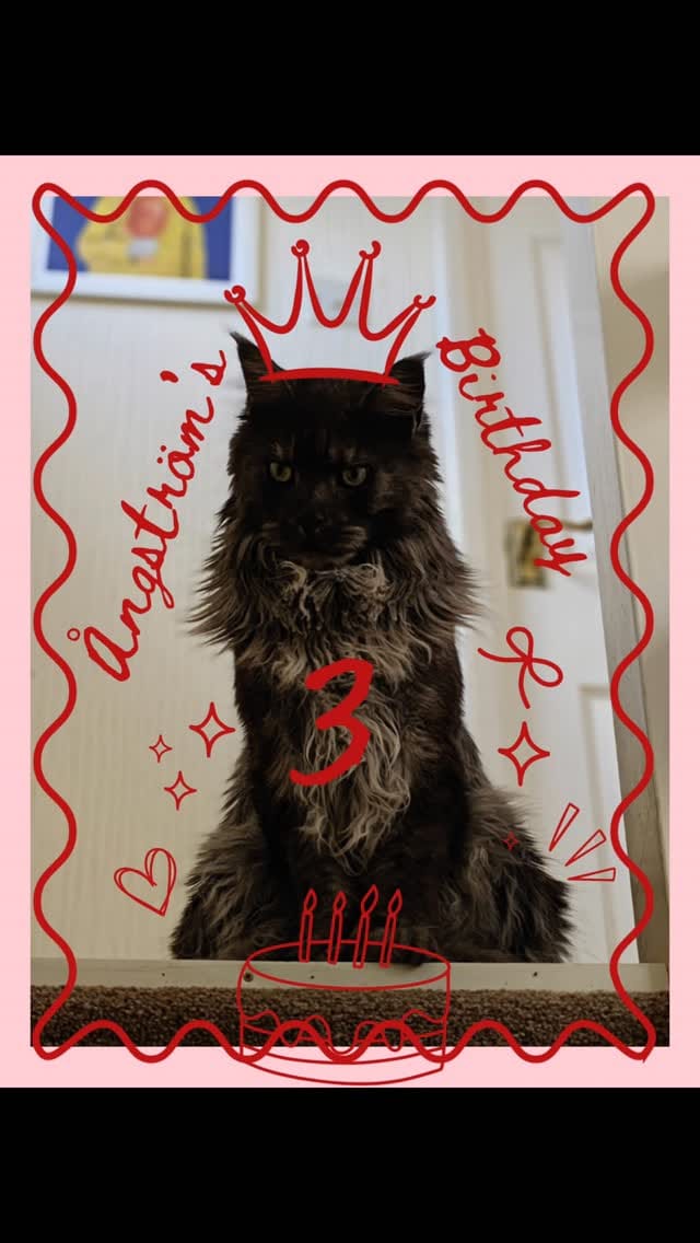 Post 3 by Ministry of Fluff on Instagram (video)