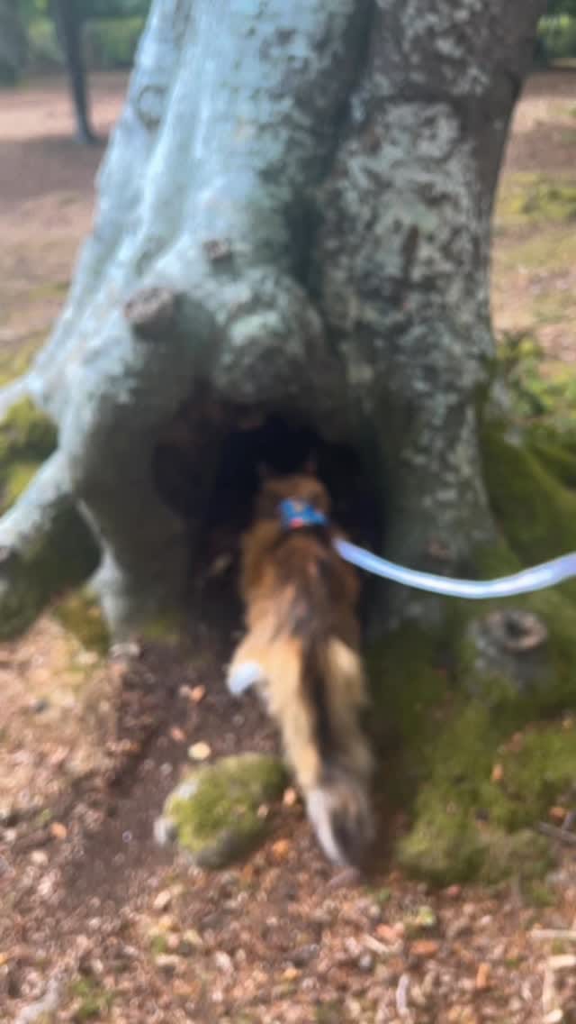 Post 7 by Ministry of Fluff on Instagram (video)
