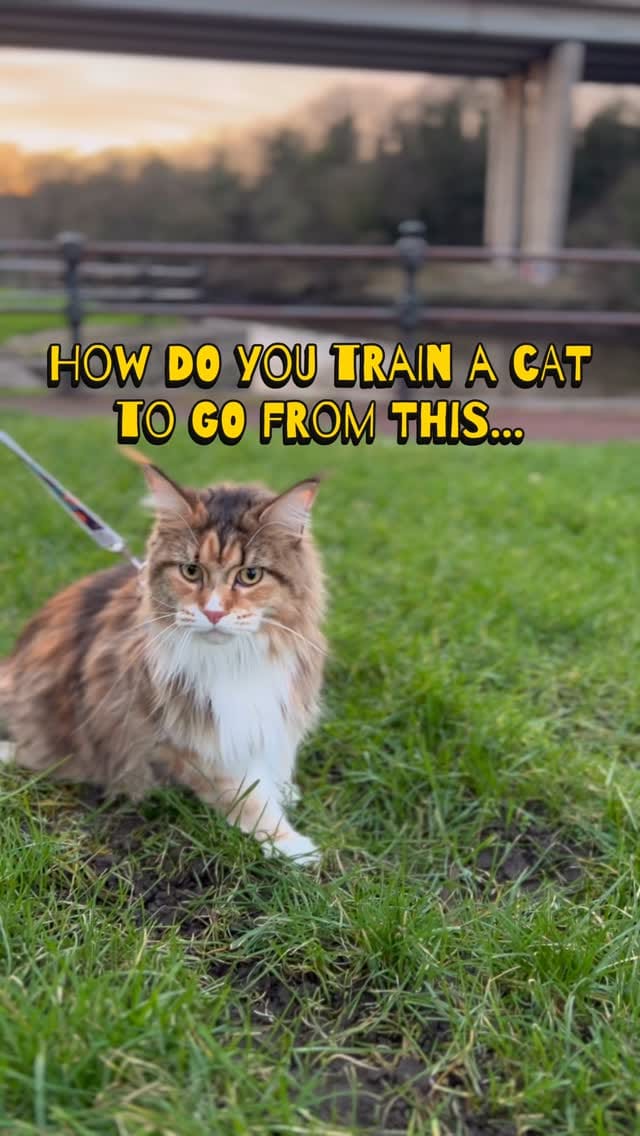 Post 9 by Ministry of Fluff on Instagram (video)