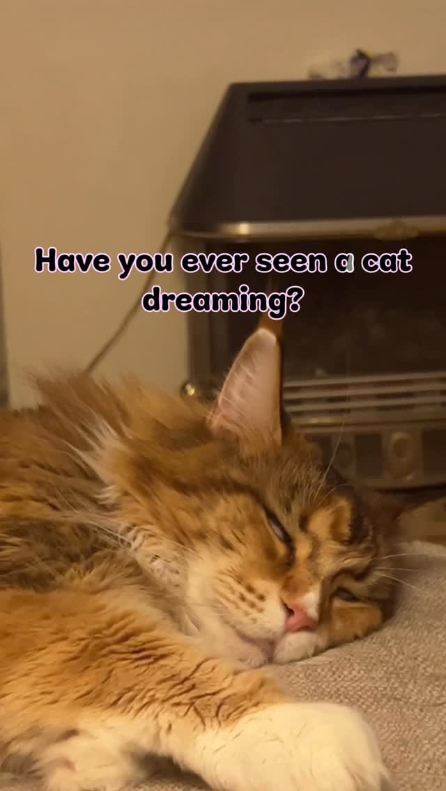 Post 6 by Ministry of Fluff on Instagram (video)