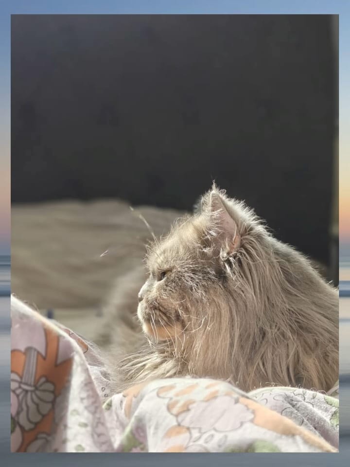 Post 2 by Ministry of Fluff on Instagram (carousel)