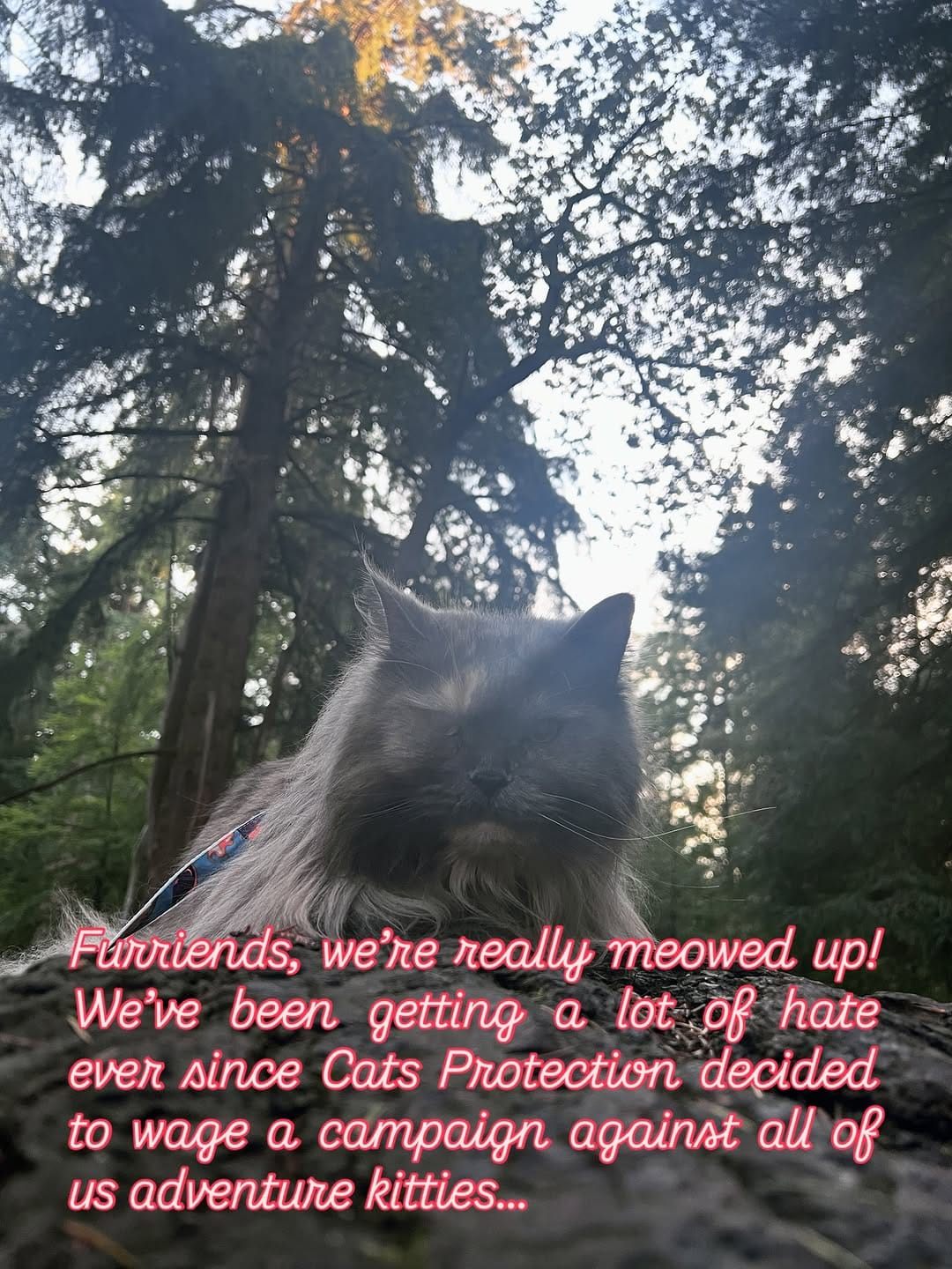 Post 10 by Ministry of Fluff on Instagram (carousel)