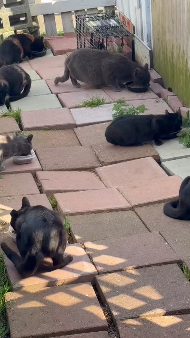 Post 4 by Alley Cat Project on Instagram (video)