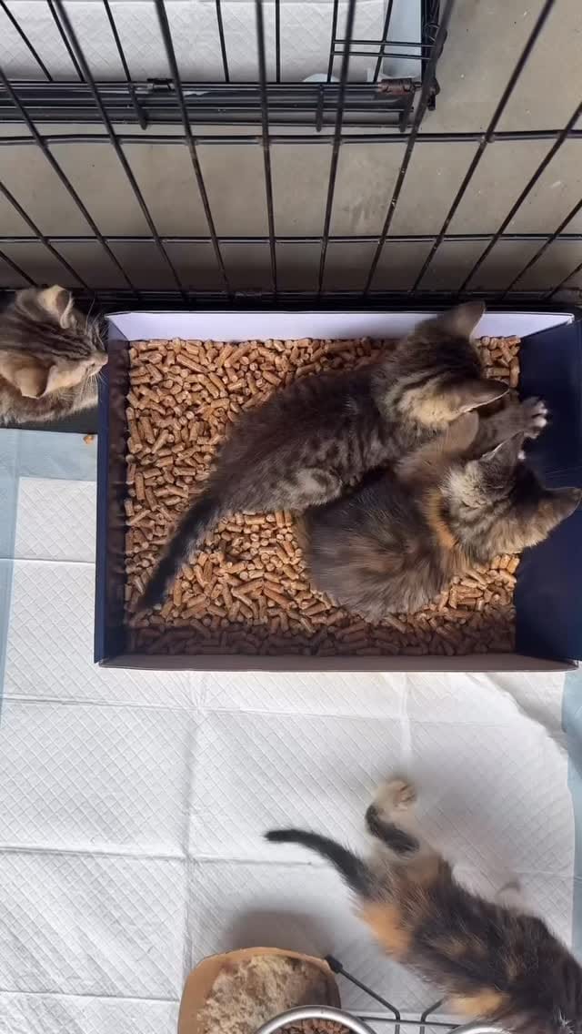 Post 1 by Alley Cat Project on Instagram (video)