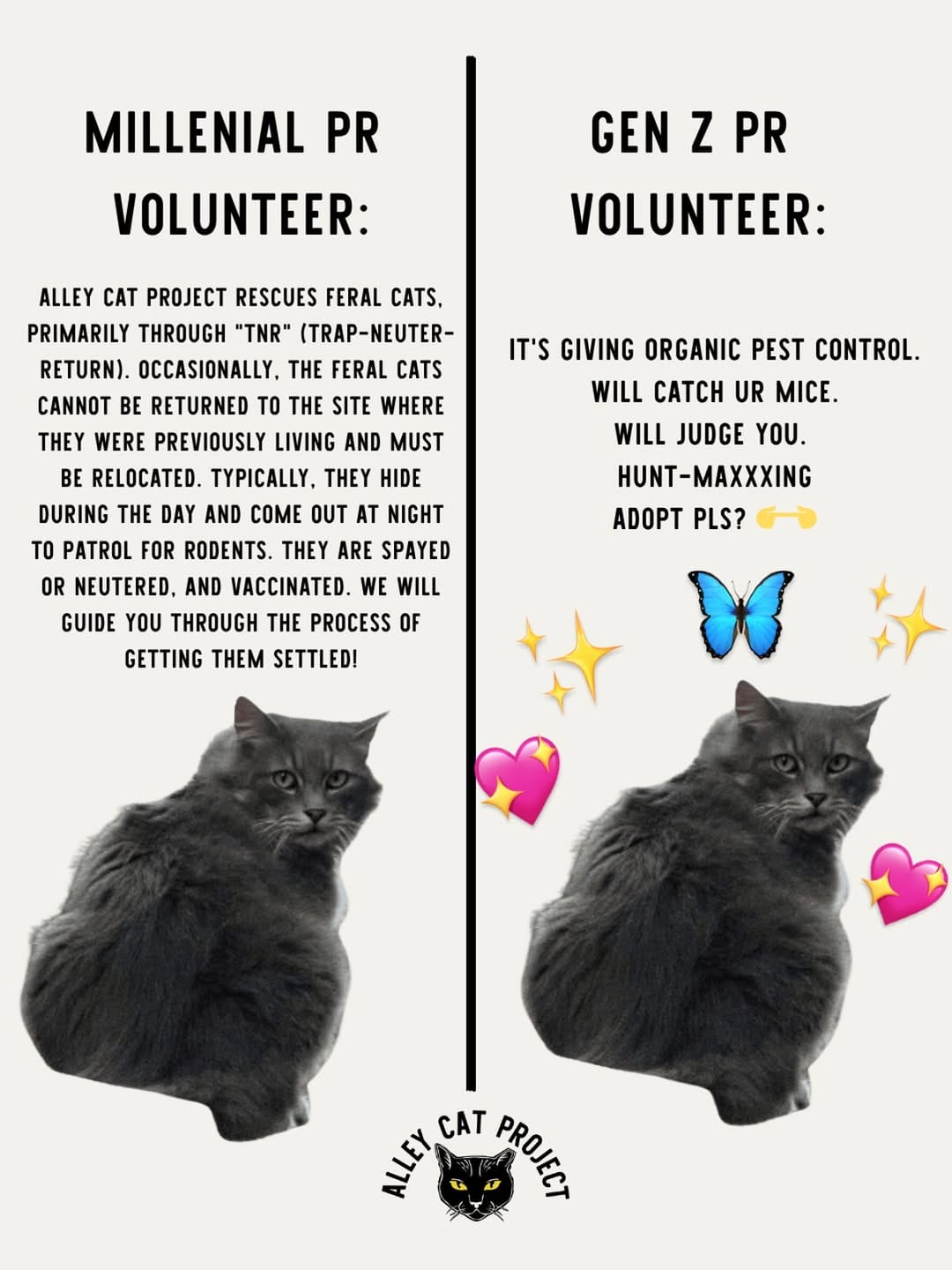 Post 5 by Alley Cat Project on Instagram (image)