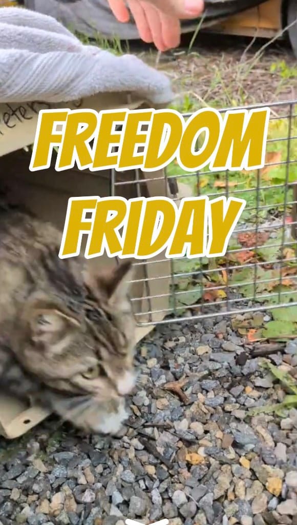 Post 3 by Alley Cat Project on Instagram (video)