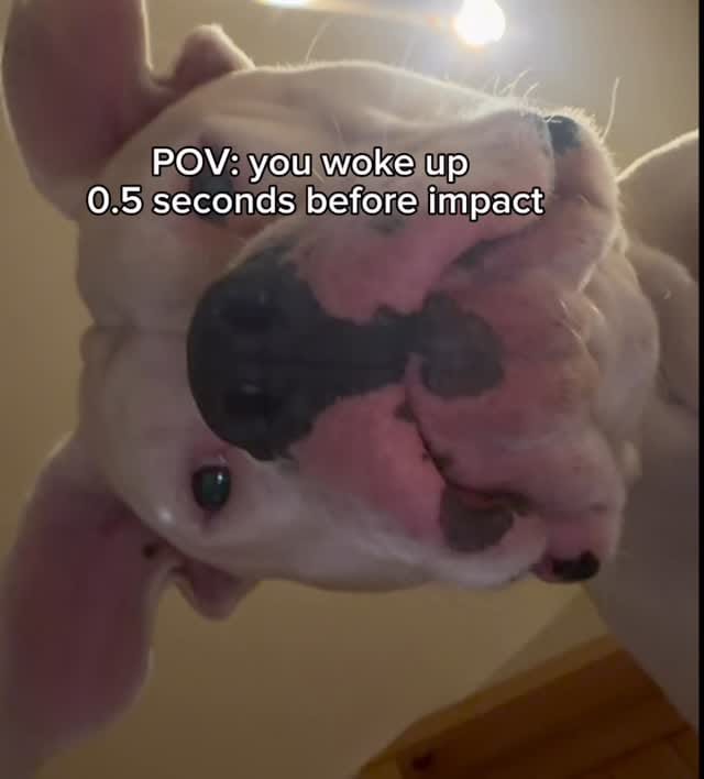 Post 6 by Party with Petey on Instagram (video)