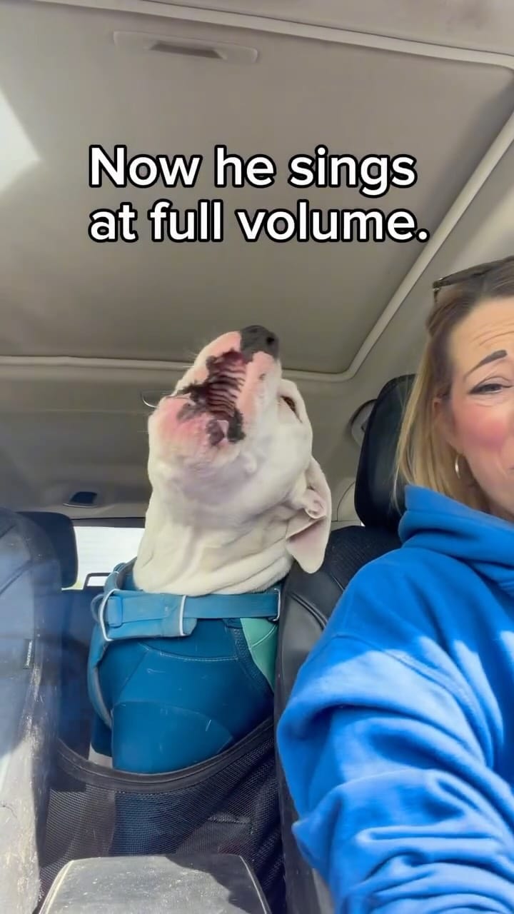Post 1 by Party with Petey on Instagram (video)