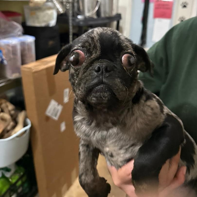 Post 2 by Phoenix Animal Rescue on Instagram (carousel)