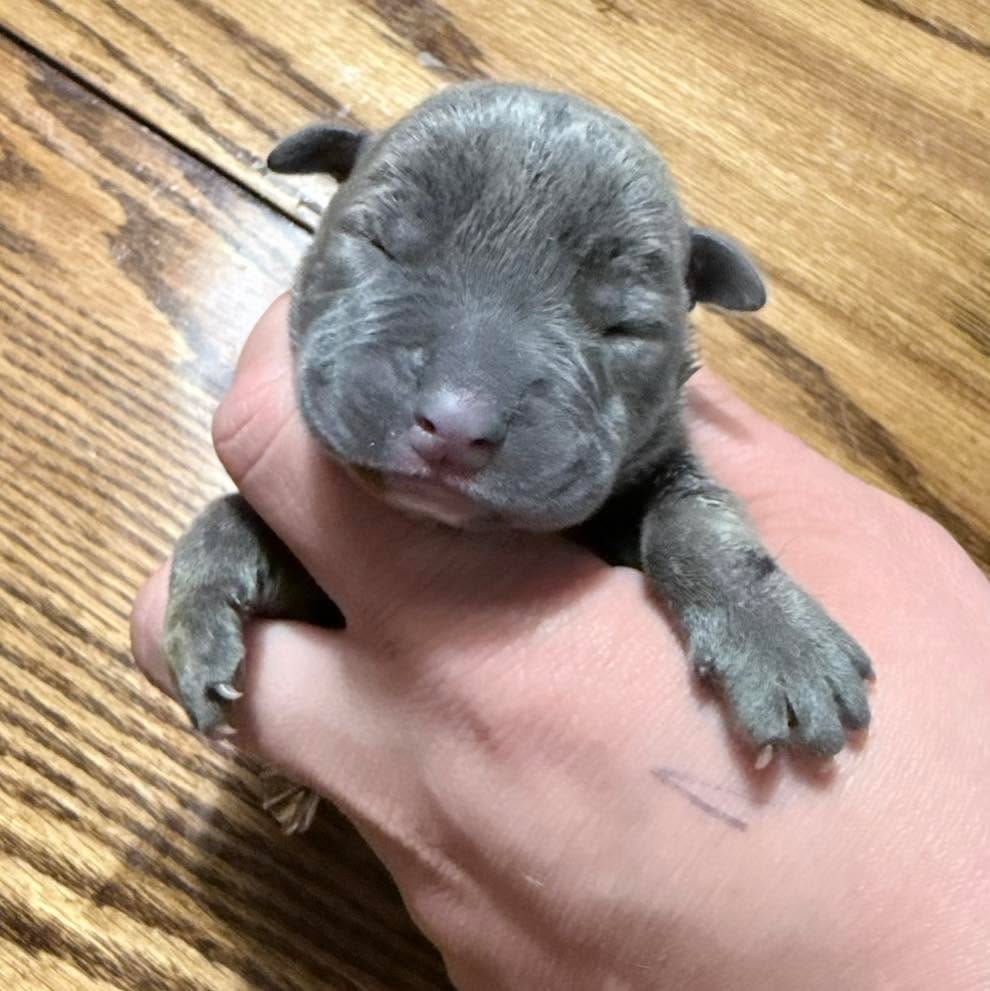 Post 5 by Phoenix Animal Rescue on Instagram (carousel)