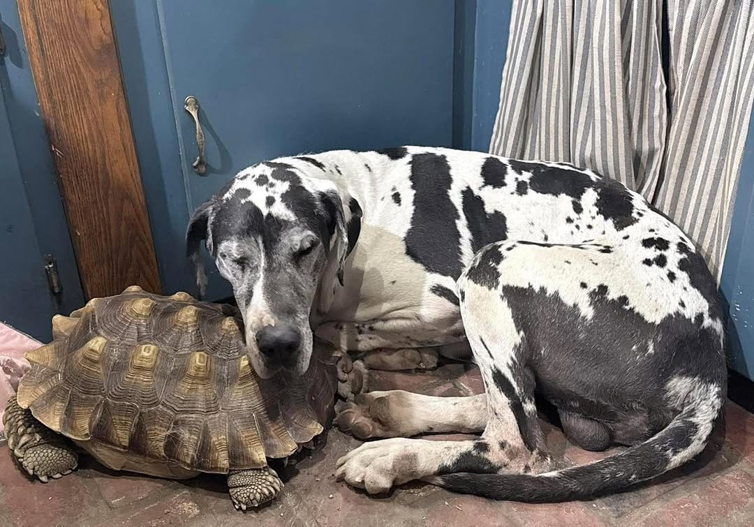Post 3 by Phoenix Animal Rescue on Instagram (image)