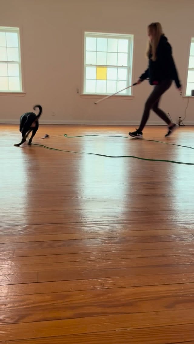 Post 6 by Boss K9 on Instagram (video)