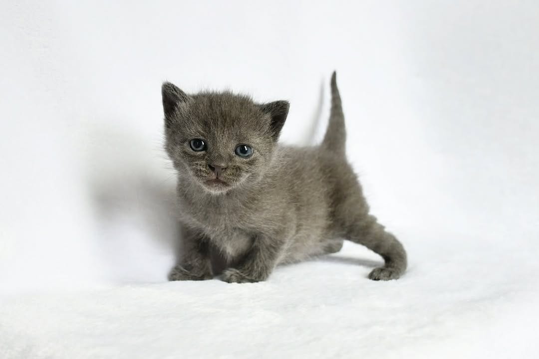 Post 10 by Foster Kittens on Instagram (carousel)