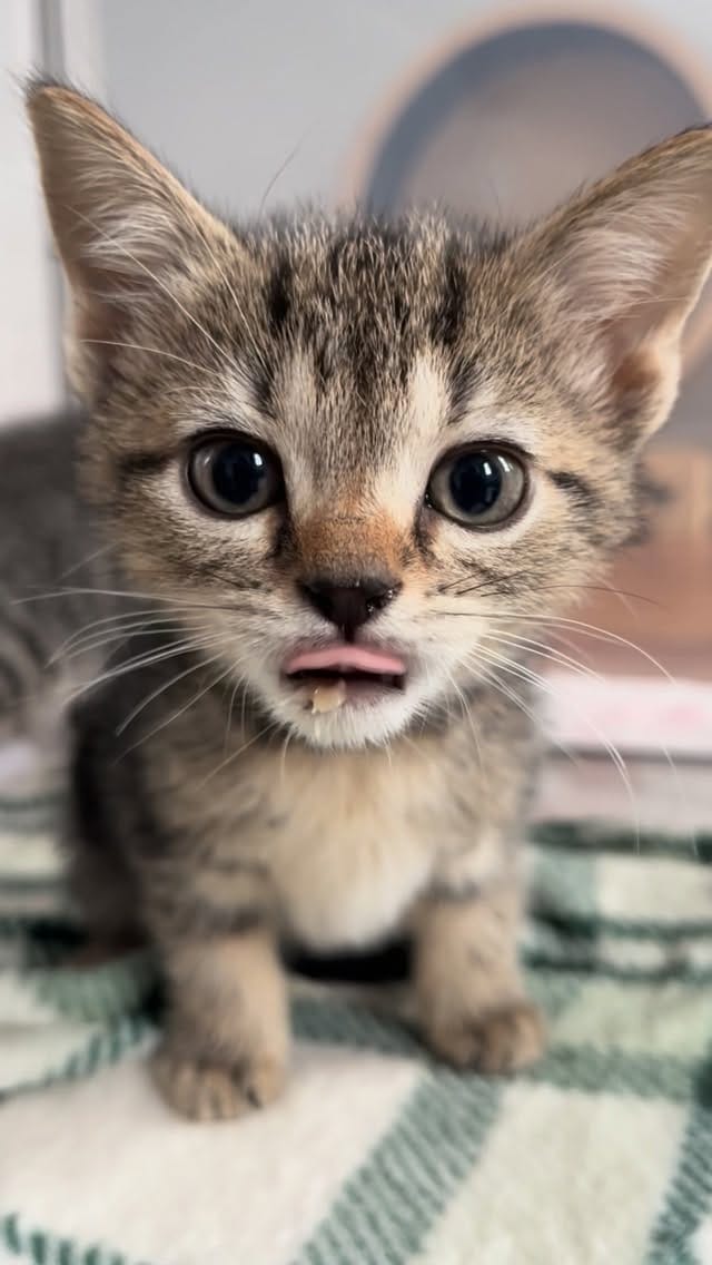 Post 1 by Foster Kittens on Instagram (video)