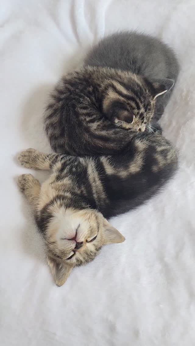 Post 6 by Foster Kittens on Instagram (video)