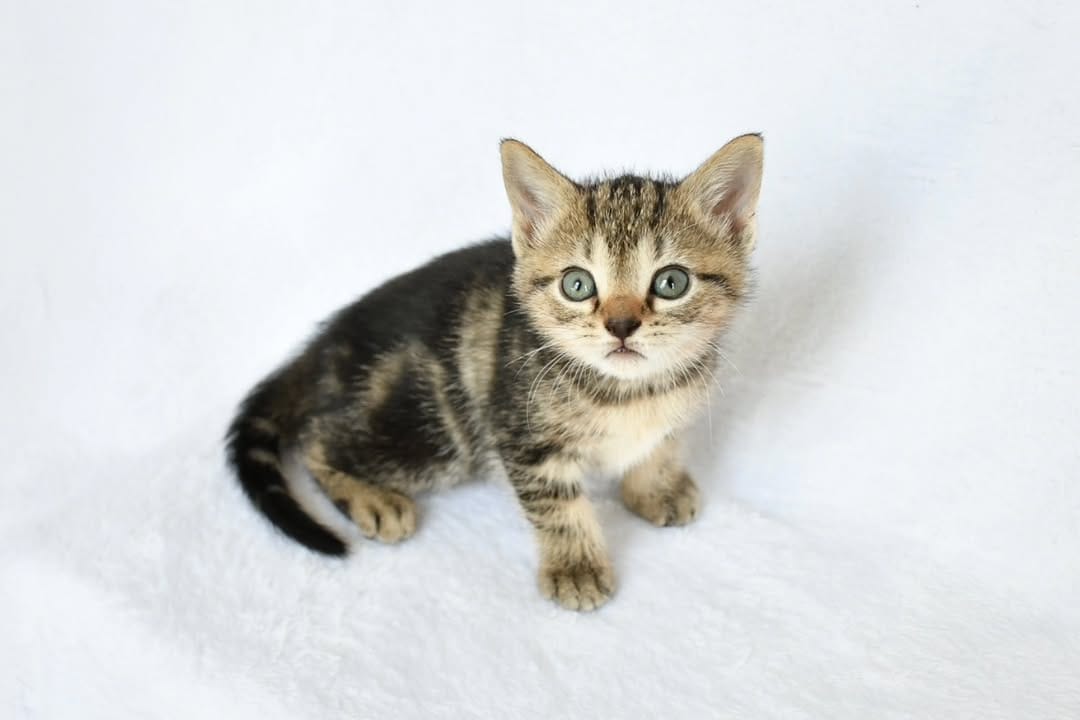 Post 5 by Foster Kittens on Instagram (carousel)
