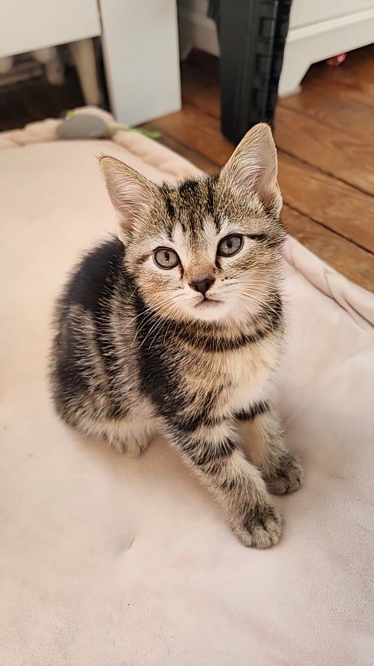 Post 2 by Foster Kittens on Instagram (video)