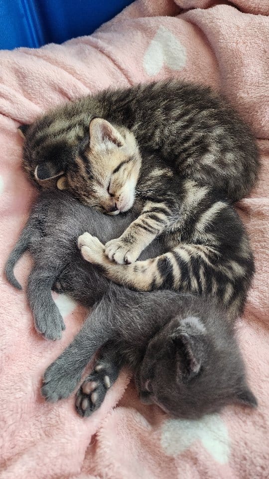 Post 7 by Foster Kittens on Instagram (video)