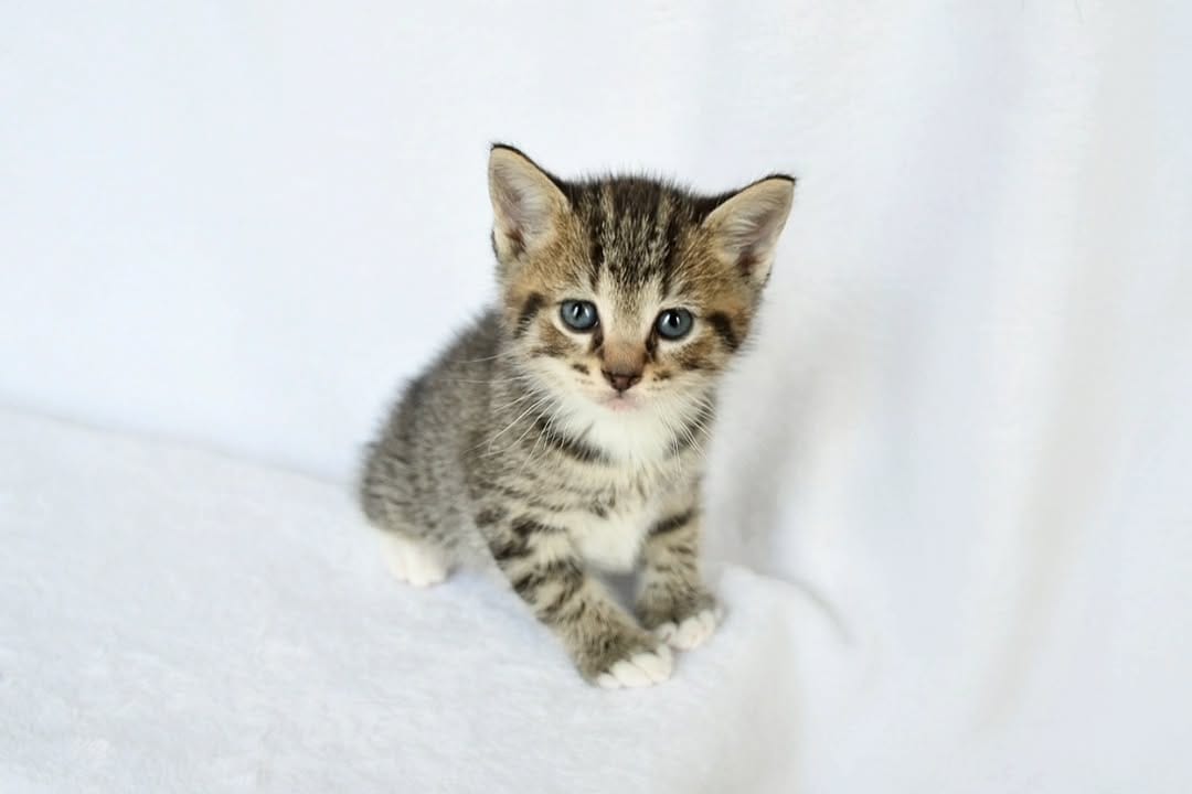 Post 3 by Foster Kittens on Instagram (carousel)