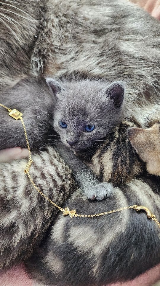 Post 8 by Foster Kittens on Instagram (video)
