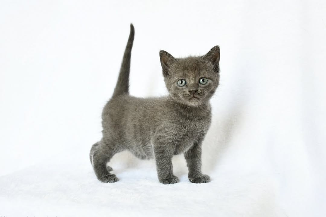 Post 4 by Foster Kittens on Instagram (carousel)