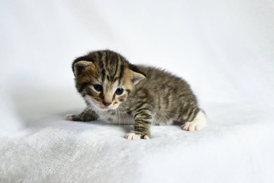 Post 9 by Foster Kittens on Instagram (carousel)
