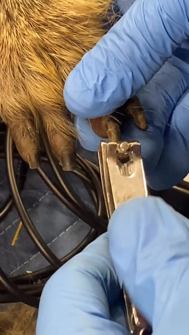 Post 2 by Jb Minter, MS, DVM, Dipl ACZM on Instagram (video)