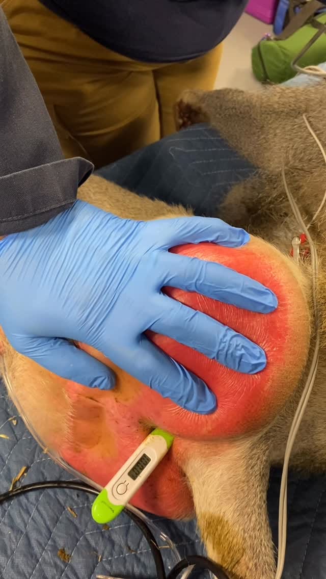 Post 3 by Jb Minter, MS, DVM, Dipl ACZM on Instagram (video)
