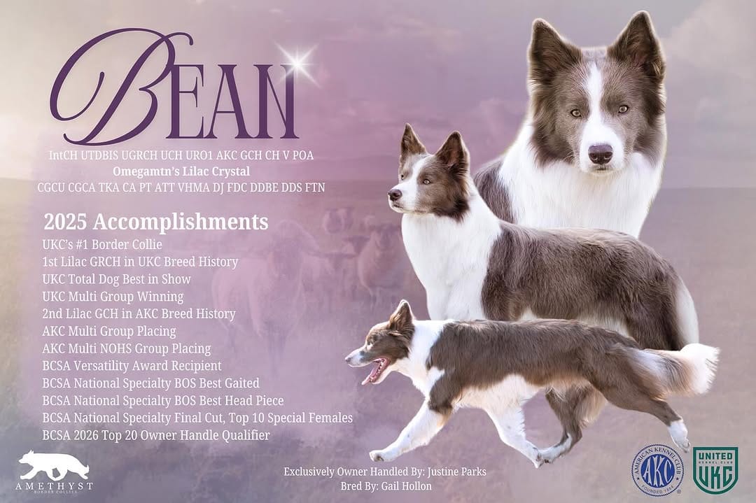 Post 10 by ✨🪻Amethyst Border Collies🪻✨ on Instagram (image)