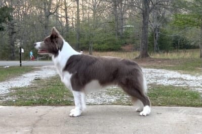 Post 6 by ✨🪻Amethyst Border Collies🪻✨ on Instagram (carousel)