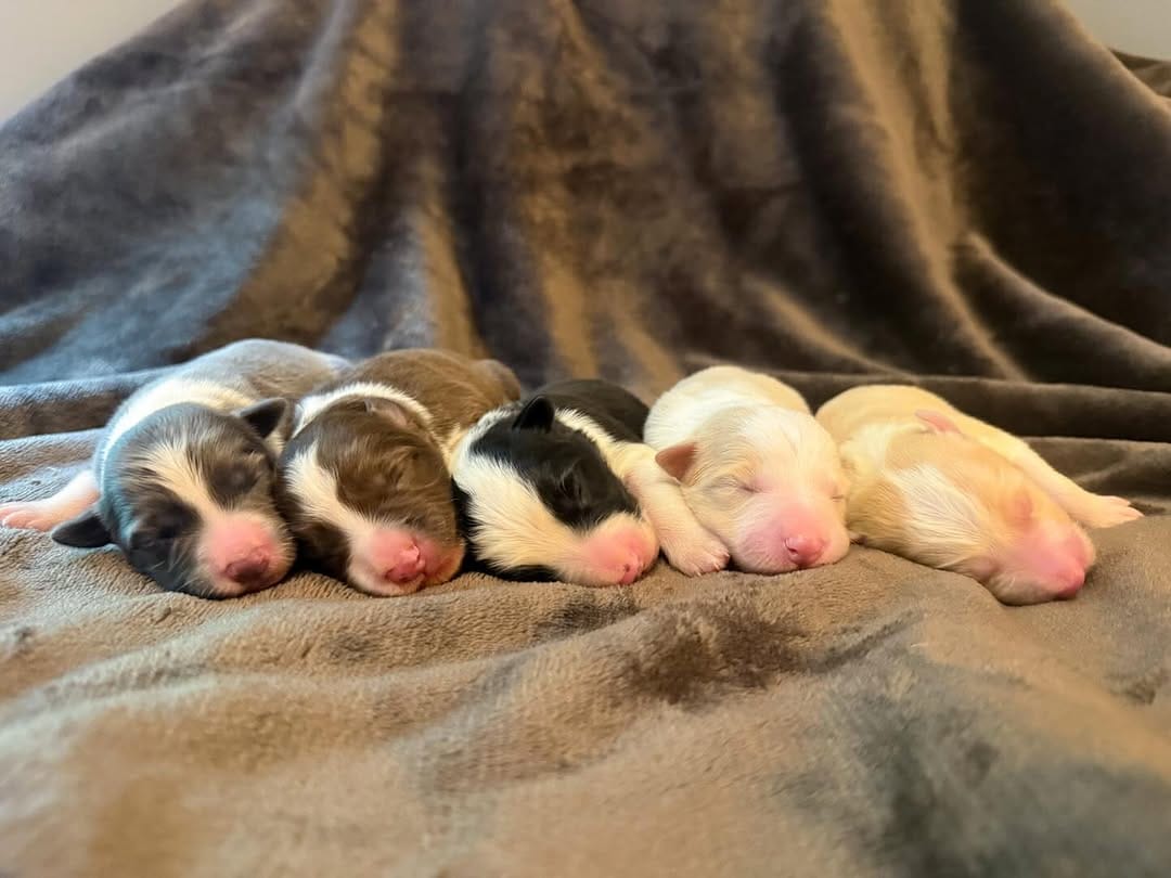 Post 1 by ✨🪻Amethyst Border Collies🪻✨ on Instagram (carousel)