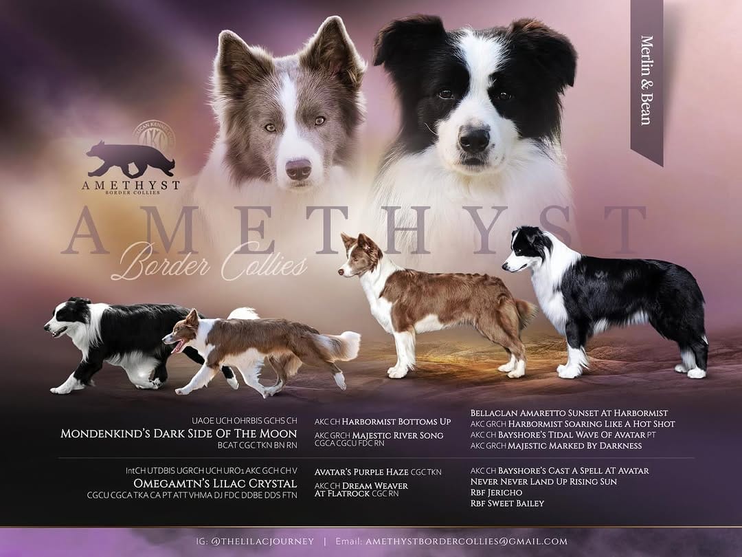 Post 4 by ✨🪻Amethyst Border Collies🪻✨ on Instagram (carousel)