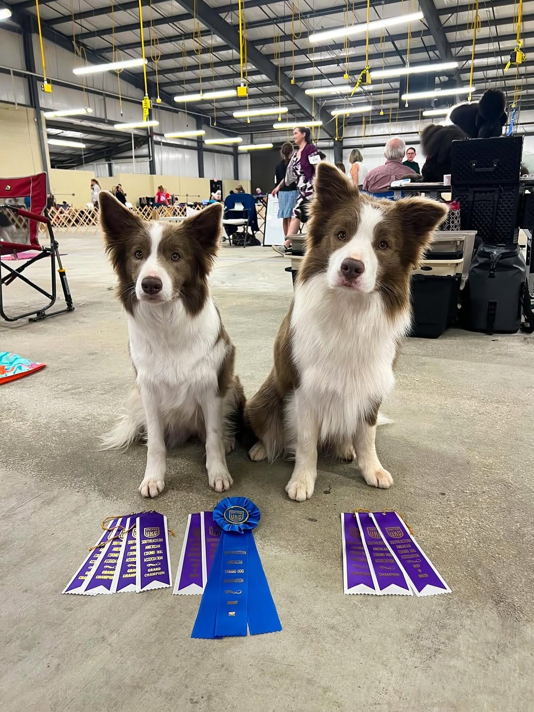 Post 8 by ✨🪻Amethyst Border Collies🪻✨ on Instagram (carousel)