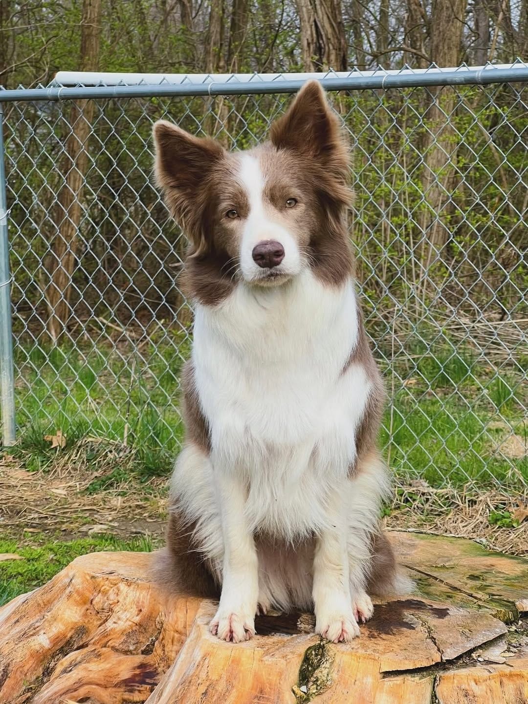 Post 7 by ✨🪻Amethyst Border Collies🪻✨ on Instagram (carousel)
