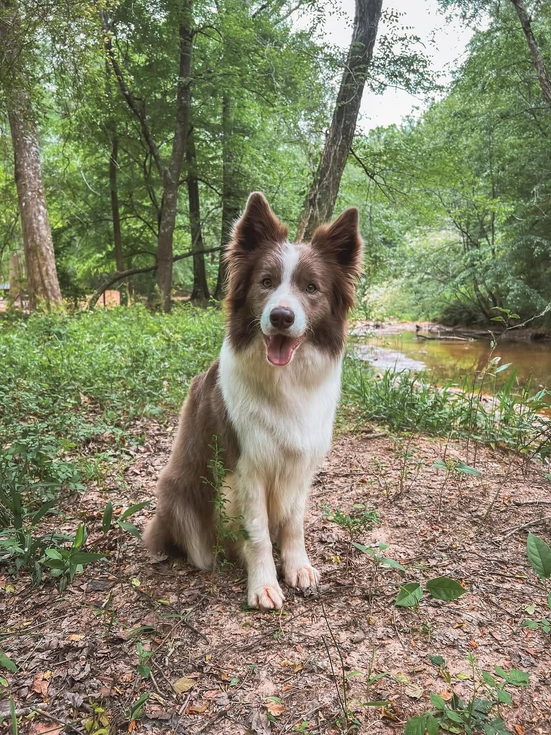 Post 3 by ✨🪻Amethyst Border Collies🪻✨ on Instagram (carousel)