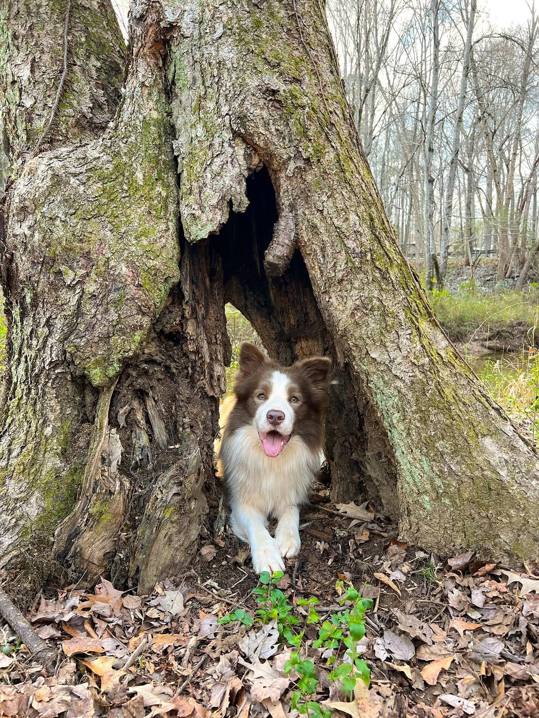 Post 9 by ✨🪻Amethyst Border Collies🪻✨ on Instagram (carousel)