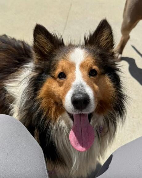 Post 6 by Zoes House Rescue on Instagram (carousel)