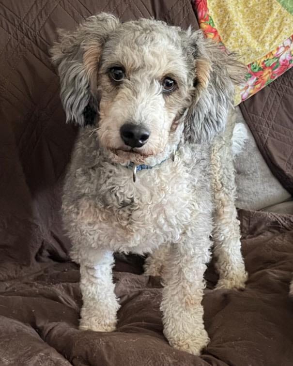 Post 5 by Zoes House Rescue on Instagram (carousel)